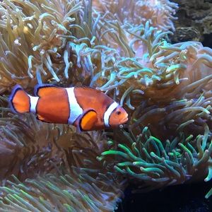 Meet your Posher, Julie